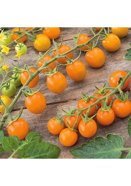 Adet Sun Gold Cherry Domates Tohumu indirimleri