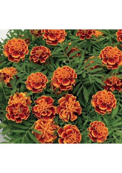 Klasik Fransız Kadife Çiçeği F1 Tohumu (50 Tohum)