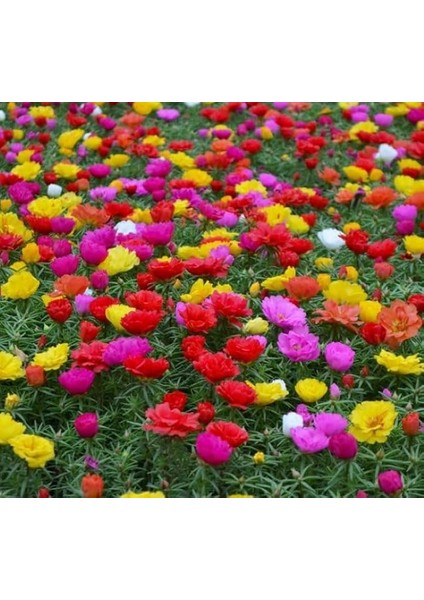 Ipek Çiçeği Tohumu Duble Katlı - Karışık Renkli (25 Tohum)
