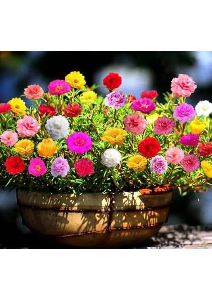 Ipek Çiçeği Tohumu Duble Katlı - Karışık Renkli (25 Tohum) fırsatları