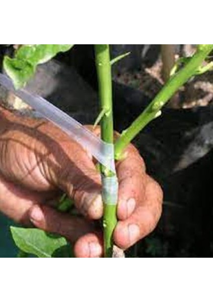 Ağaç Meyve Aşı Bandı Aşılama Bağı Fidan Bant 170 Gram 3 Adet fiyatları