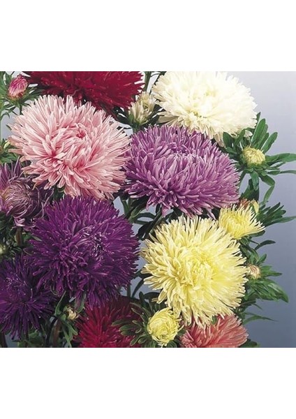 Aster Kasımpatı (Krizantem) Karışık Renkli - 20 Tohum modelleri