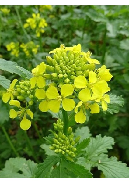 Tarım Mikro Filiz Yeşilliğe Uygun Doğal Sarı Hardal Tohumu 1000 Adet Tohum