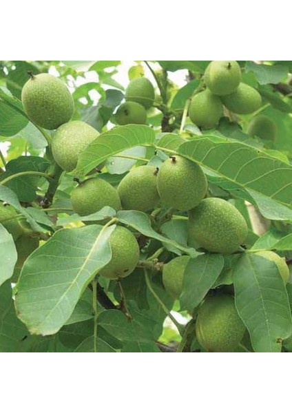 Tüplü Fernette Ceviz Fidanı