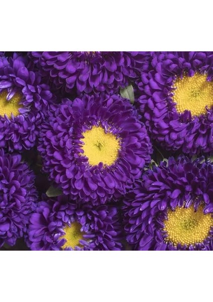 Mor Kasımpatı F1 Tohumu (15 Tohum) fiyatları