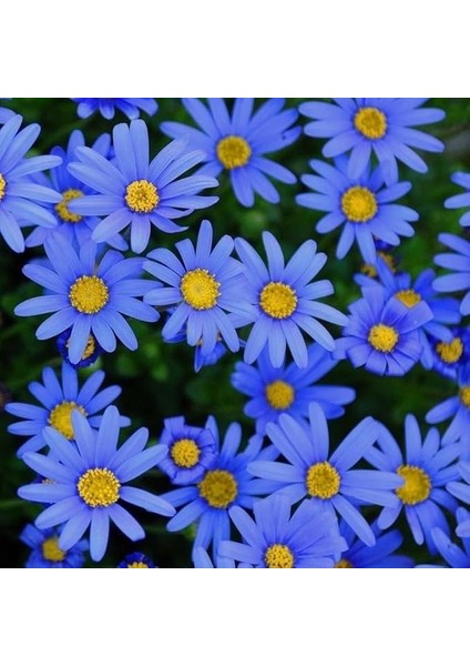 Sky Blue Aster Çiçeği TOHUMU(100 Tohum)