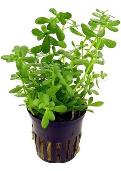 Monnieri Saksı- Canlı Bitki