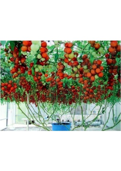 Paket 35 Adet Tohum Italyan Domates Ağacı Tohumu modelleri