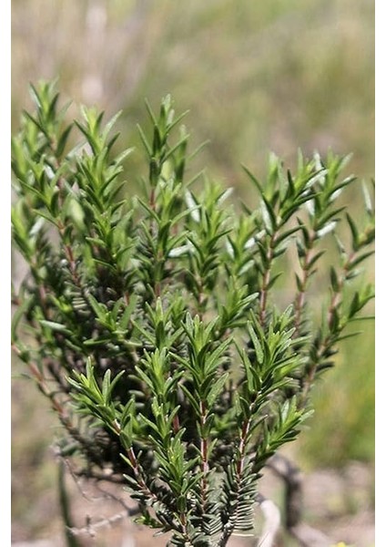 Kekiği, Doğal Zahter Tohumu 40 Adet Tohum fiyatları