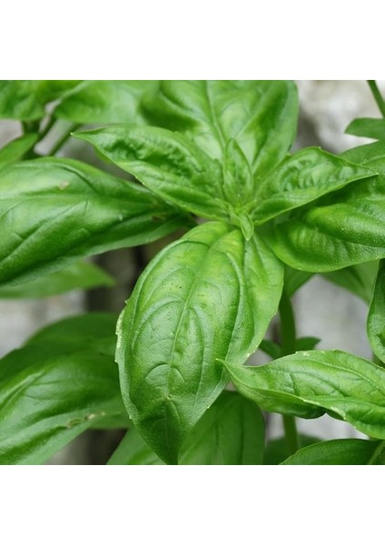 Naturel Doğal Yeşil Yaprak Fesleğen Fidesi (5 Adet)