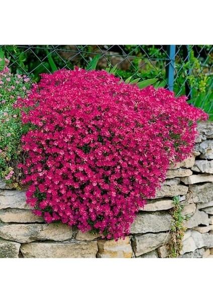 Dünyam Karışık Renkli Sarkan Obrizya Çiçeği Tohumu 35 Adet fırsatları