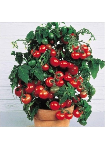 Robin Domates Tohumu 25+ Adet Tohum