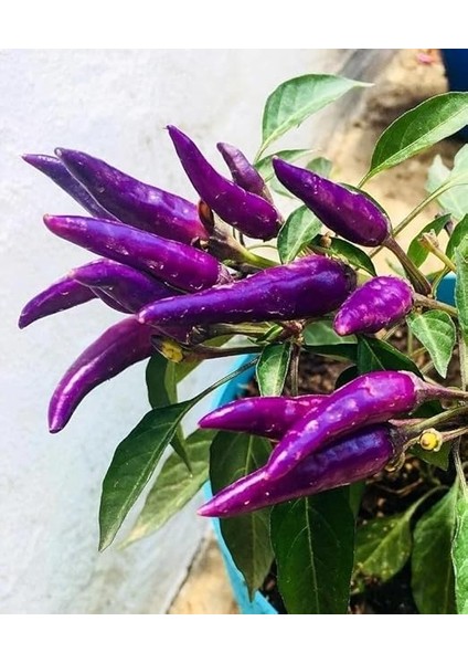 Tarım Yerli Doğal Acı Mor Cin Biberi 100 Adet Tohum fırsatları