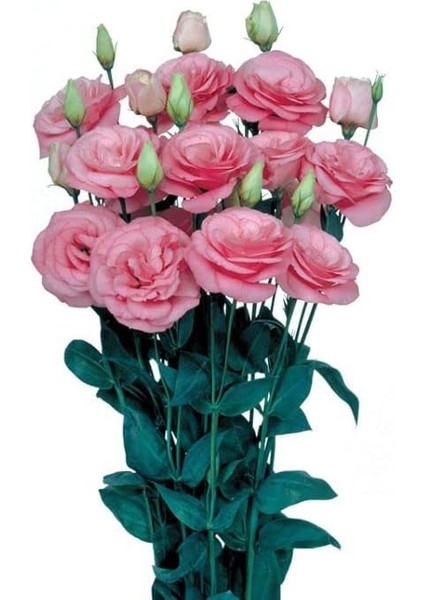 Lisianthus Çiçeği Tohumu (Katmerli, Bodur) Pembe Renkli - 5 Tohum