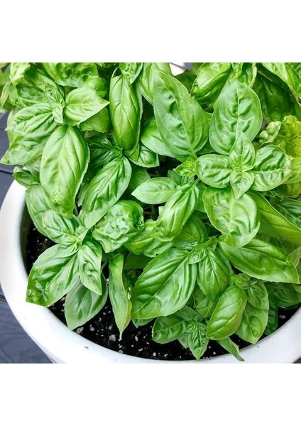 Geleneksel Anadolu Fesleğeni Fidesi (5 Fide)