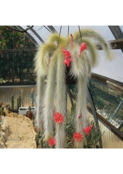 Look Monkey Tail Cactus Kaktüs Tohumu TH-9154684654696