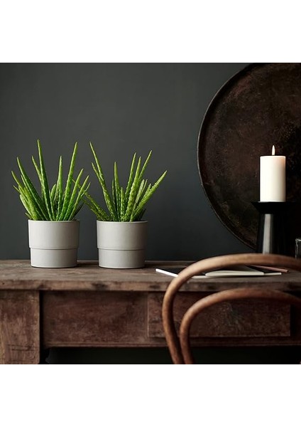 Nypon Bitki Saksısı, 12 Cm, Açık Hava Gri modelleri