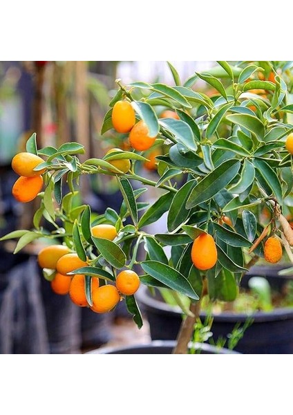 Saksılı Aşılı Üzeri Meyveli Nagami Kamkat Kumkuat Fidanı (5 Yaş) fiyatları