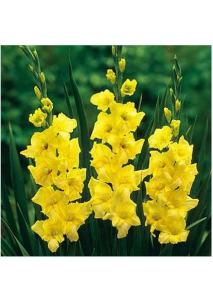 Sarı Renk Glayöl Soğanı 5 Adet