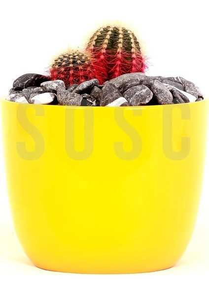 Çakıl Taşı Dolomit Taşı Bahçe Süsü Akvaryum Taşı Dere Çakıl Taşı 1-2 Cm1 kg fırsatları