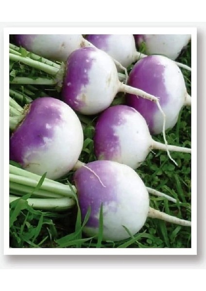 Tarım Ata Tohumu Yerli Beyaz Şalgam Turp 500 Adet Tohum