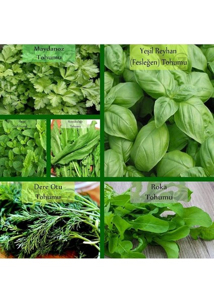 Organik 6'lı NO11 Maydanoz Tohumu Fesleğen Nane Roka Tohumu Yeşillik Tohumu