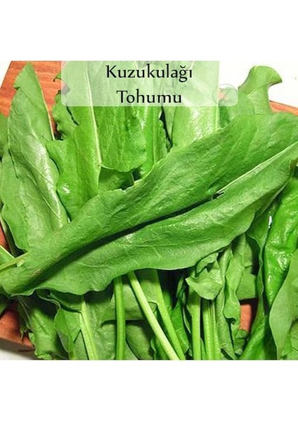 Organik 6'lı NO11 Maydanoz Tohumu Fesleğen Nane Roka Tohumu Yeşillik Tohumu modelleri