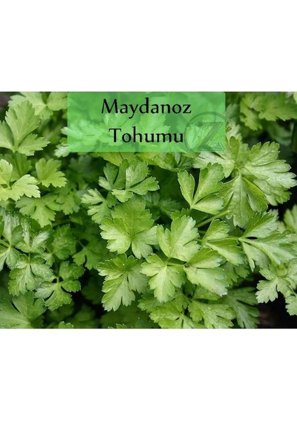 Organik 6'lı NO11 Maydanoz Tohumu Fesleğen Nane Roka Tohumu Yeşillik Tohumu fırsatları