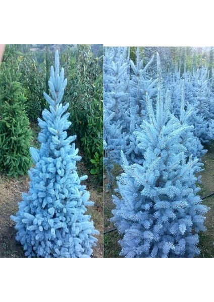 Mavi Ladin Tohumu (25 Tohum)