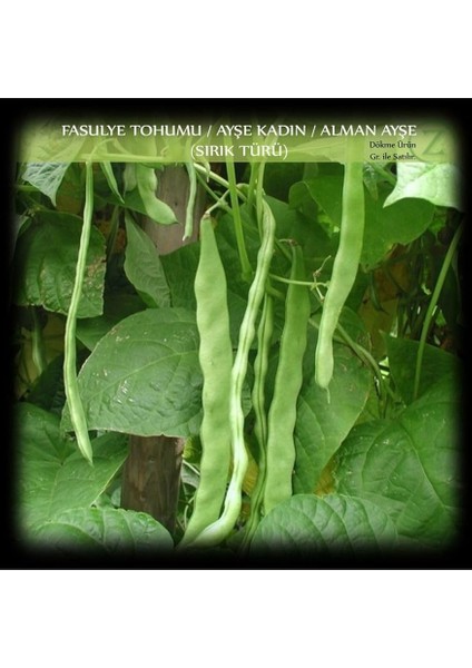 Organik Ayşe Kadın Fasülye Tohumu 250 Gr. (650+ Adet) Alman Ayşe Fasulye Tohumu Sırık Fasulye Tohumu