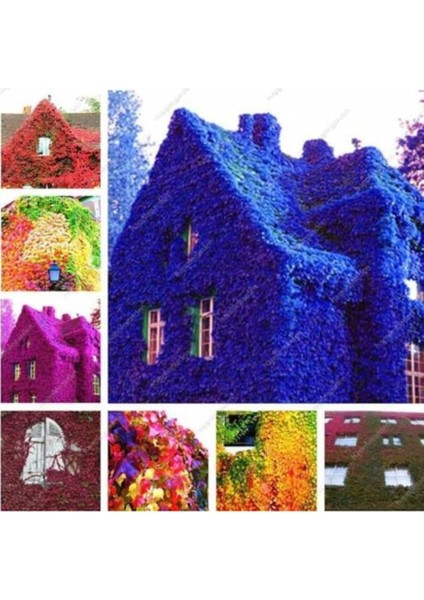 Look 5 Adet 5 Renk Sarmaşık Tohumu TH-SARMAŞIK12