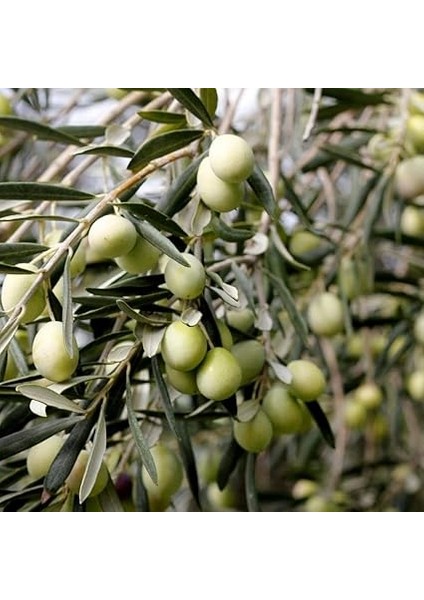 Tüplü Çok Iri Meyveli Kalamata Zeytin Fidanı modelleri