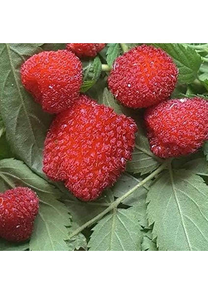 Bodur Saksılık Çilek Ahududu Tohumu (10 Tohum)