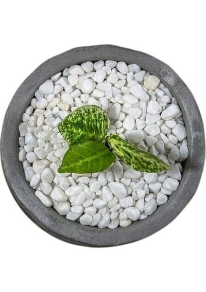 Dolomit Taş 25 kg 1-2 cm Beyaz Dolomit Taş Saksı Dibi Dekoratif Taş Teraryum Taşı Bahçe Taşı modelleri