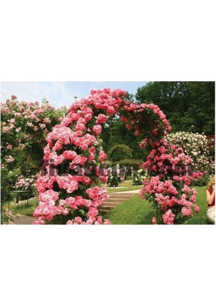 Look Yediveren Sarmaşık Gül Tohumu TH-1812557754 fiyatları