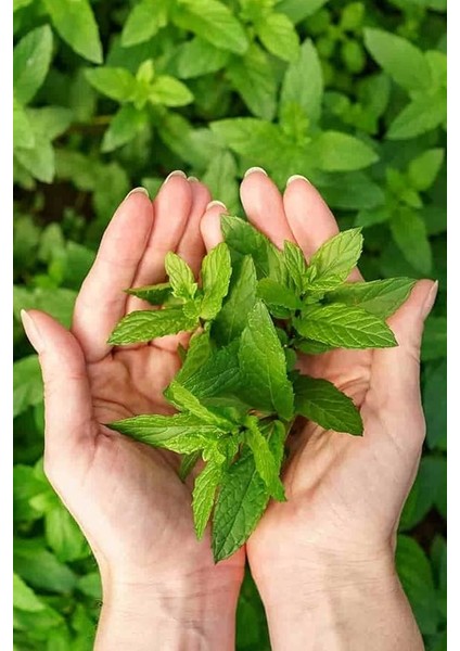 Yediveren Nane Tohumu 100 Adet Tohum