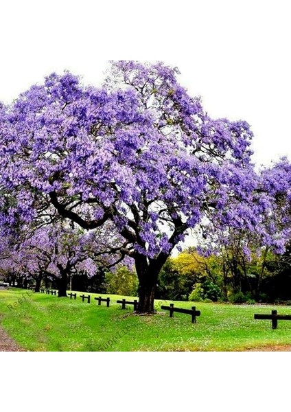 Mor Çiçekli Yoğun Kokulu Paulownia Ağacı Fidanı (60-100 Cm)