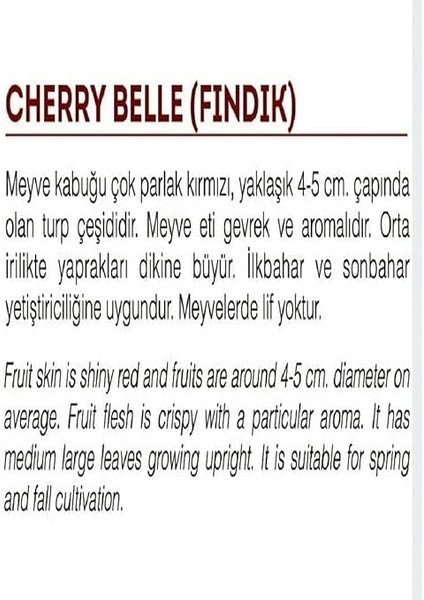 Tarım Ata Tohumu Yerli Fındık Turp 500 Adet Tohum fiyatları