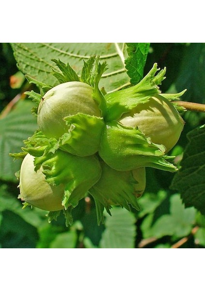 Tüplü Iri Meyveli Palaz Fındık Fidanı