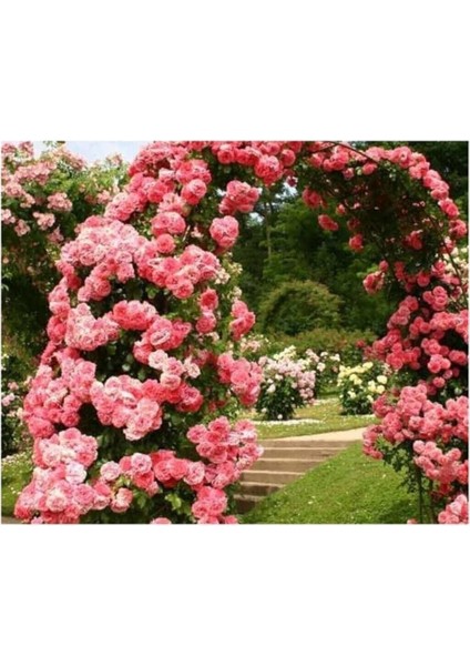 Look Pembe Sarmaşık Gül Tohumu 5 Adet Tohum TH-87770398964100091 fiyatları