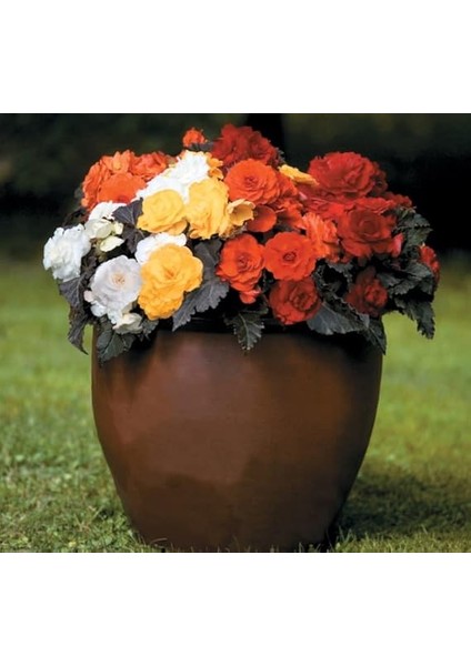 Begonya Tohumu (Katmerli, Kırmızı Yaprak) Turuncu Renkli - 8 Tohum fırsatları