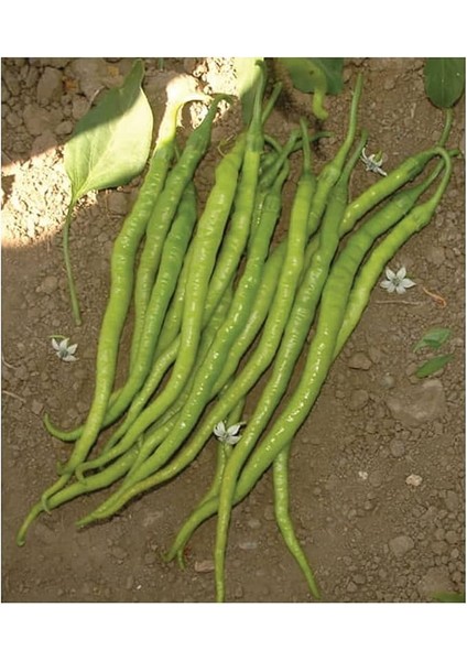 Tarım Ata Tohumu Yöresel Tatlı Kıl Sivri Biber 100 Adet Tohum