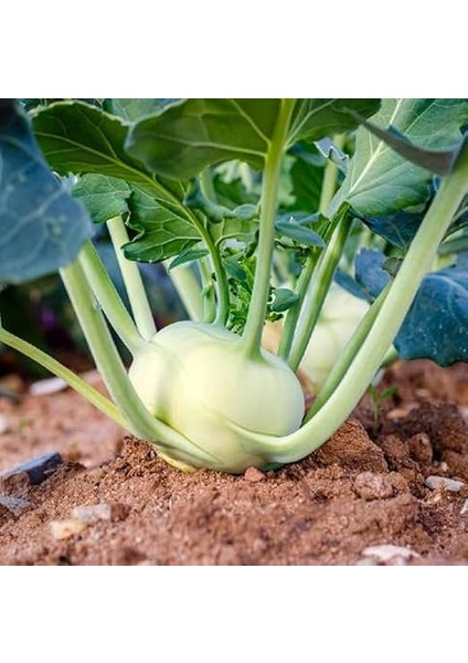 Tarım Yerli Doğal Kohlrabi Yer Lahanası Cehennem Topuzu Yeşil Alabaş Turpu 100 Adet Tohum modelleri