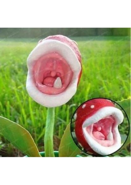 Look Ithal Sinek Kapan Bitki Çiçeği Tohumu Ekim Seti TH-DSHNLLKSET047 modelleri