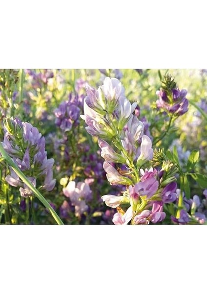 Tohum Bilensoy 80 Kaplı-Sertfikalı-Yonca (1 Kg) fırsatları