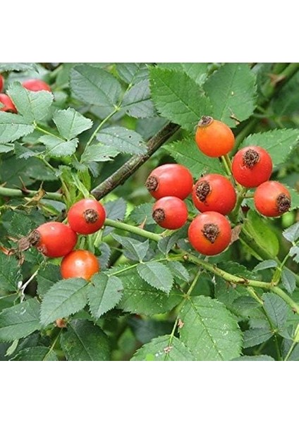 Tüplü Geleneksel Anadolu Dikenli Kuşburnu Fidanı