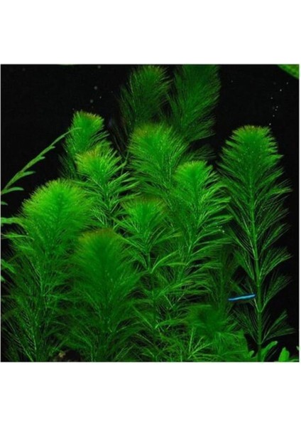 Bitkileri Myriophyllum Elatinoides Saksı Canlı Bitki B095