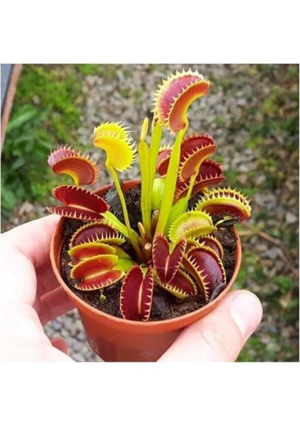 Look Venus Fly Trap Tohumu 5 Adet Tohum Etçil Bitki Etobur Bitki Sinek Kapan TH-8777963100152 modelleri