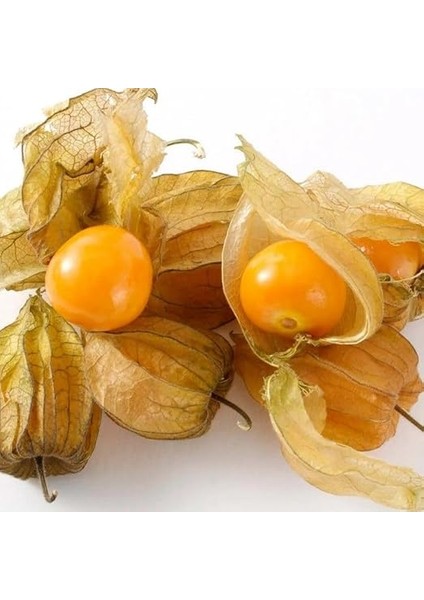 Altın Çilek Yer Kirazı Fidesi (2 Adet) fırsatları