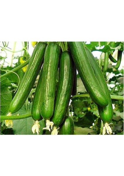 Adet Çengelköy Hıyar Salatalık Tohumu + Süpriz Hediye Tohum